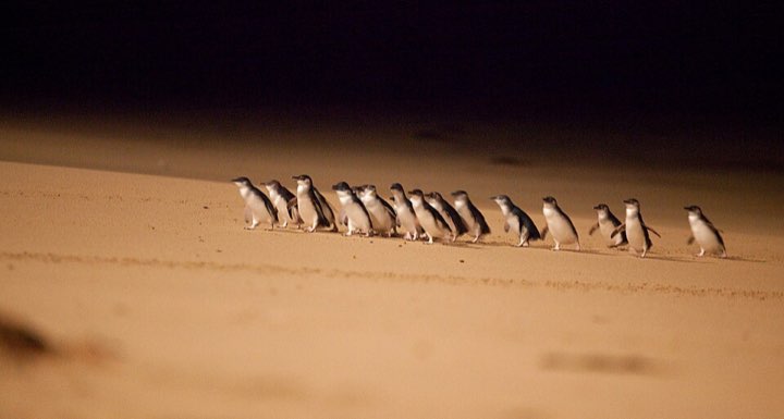 Little penguins crossing the beach at the Phillip Island Penguin Parade
