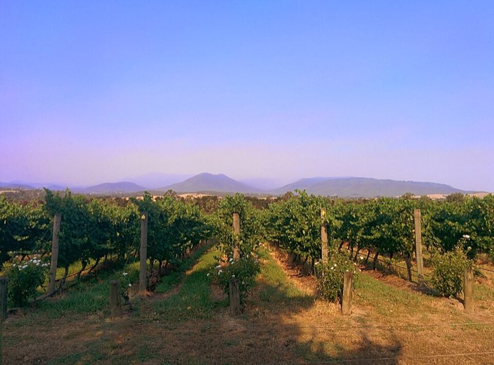 Rows of vines at a Yarra Valley vineyard